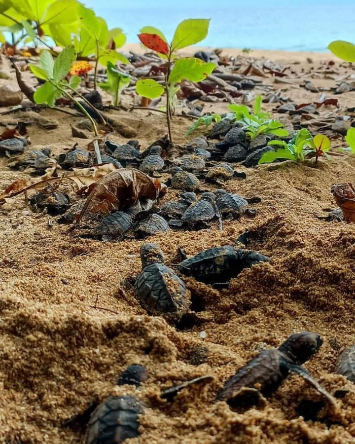 토르투게로 Caribbean View 아파트 외부 사진